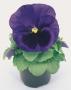 Seminte profesionale VIOLA - PANSELUTE - seria INSPIRE - imagine 48737